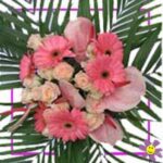 Oleander